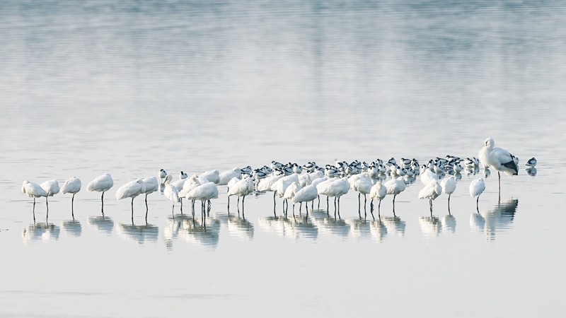 织密生态防护网青山绿水惠民生——我国自然保护地建设及野生动植物保护重大工程建设成就巡礼(图3)