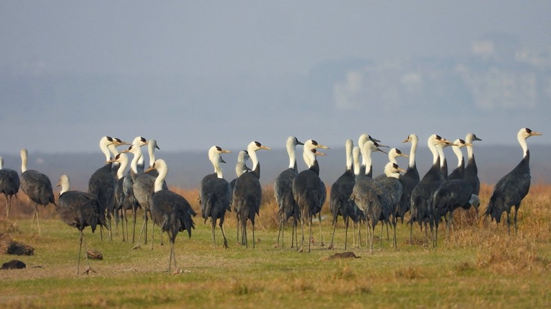 织密生态防护网青山绿水惠民生——我国自然保护地建设及野生动植物保护重大工程建设成就巡礼(图4)